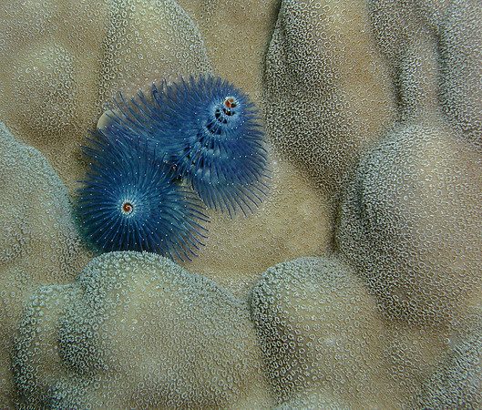 Blue Cristmas