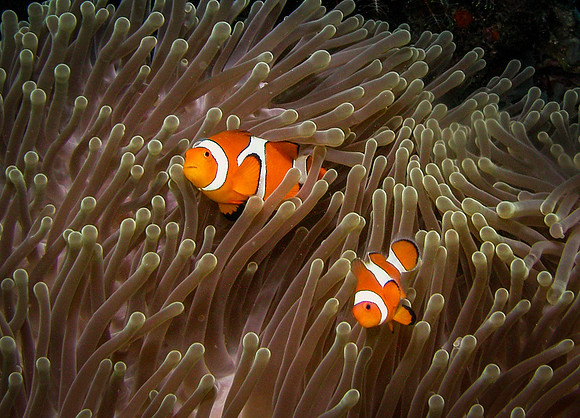 Anemone with Clownfish