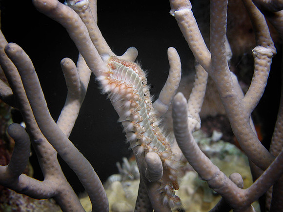 Sea worm