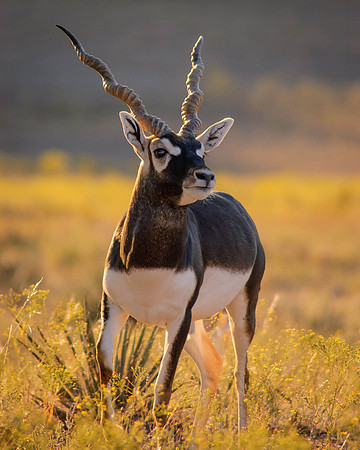 Blackbuck antilope