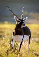 Blackbuck Antilope